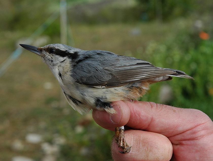 Eurasian Nuthatch, Sundre 20070525